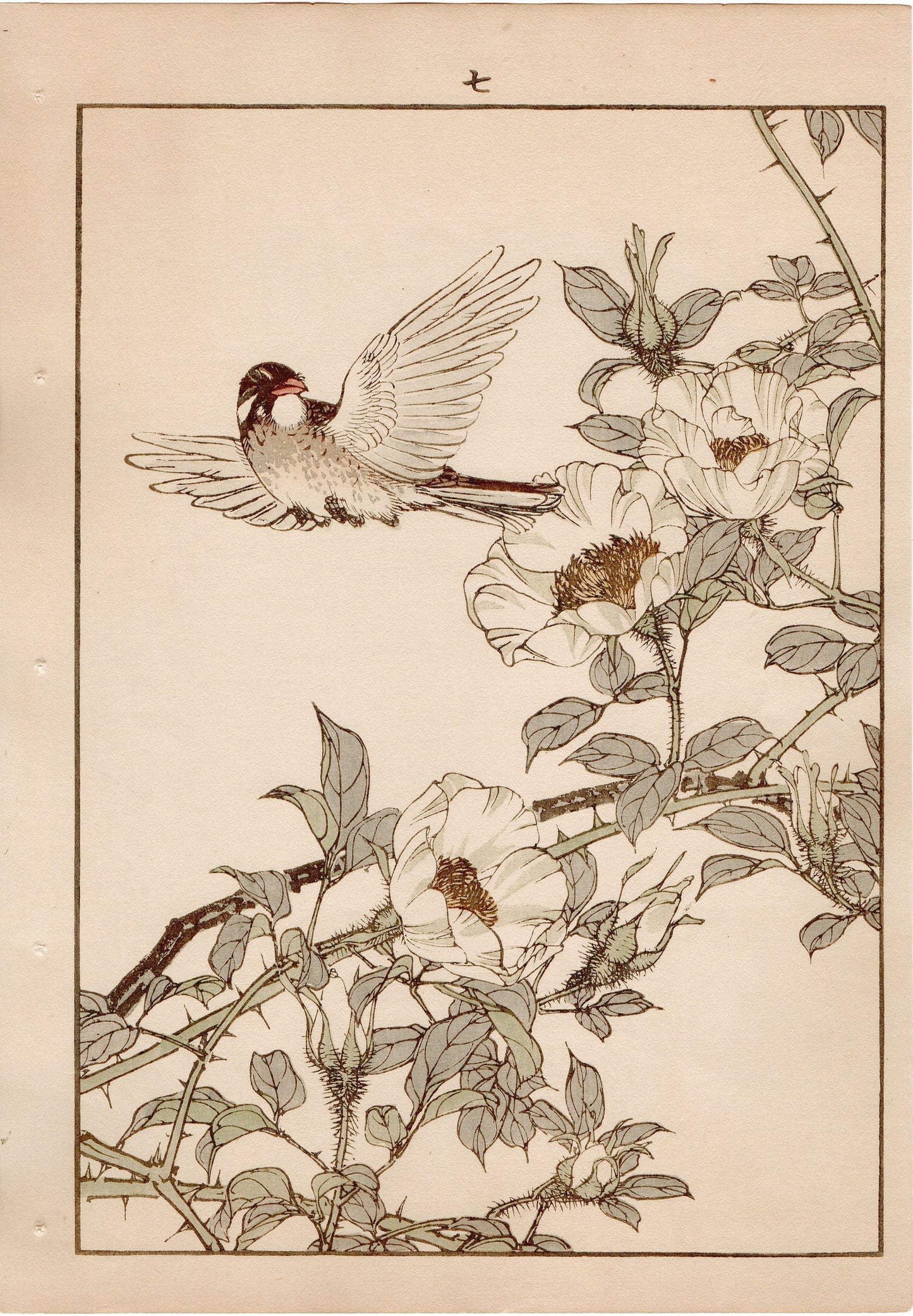 Japanese Antique Original Woodcut Print, 1892, Imao Keinen, " Cherokee rose, Walber "