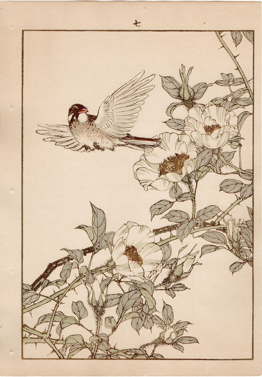 Japanese Antique Original Woodcut Print, 1892, Imao Keinen, " Cherokee rose, Walber "