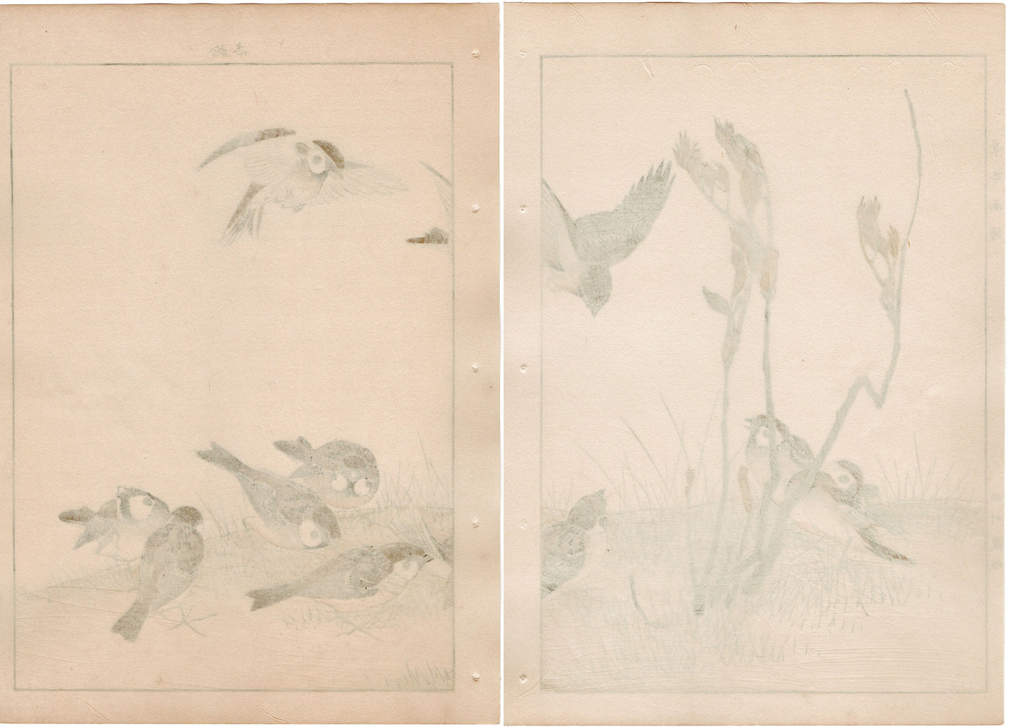 Japanese Antique Original Woodcut Print, 1892, Imao Keinen, " Asian melastome (Nobotan), Sparrows (Suzume) "