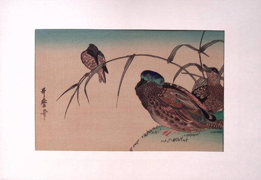 Japanese Ukiyoe, woodcut print, Utamaro, "Mallard Ducks (Kamo) and Kingfisher (Kawasemi)"