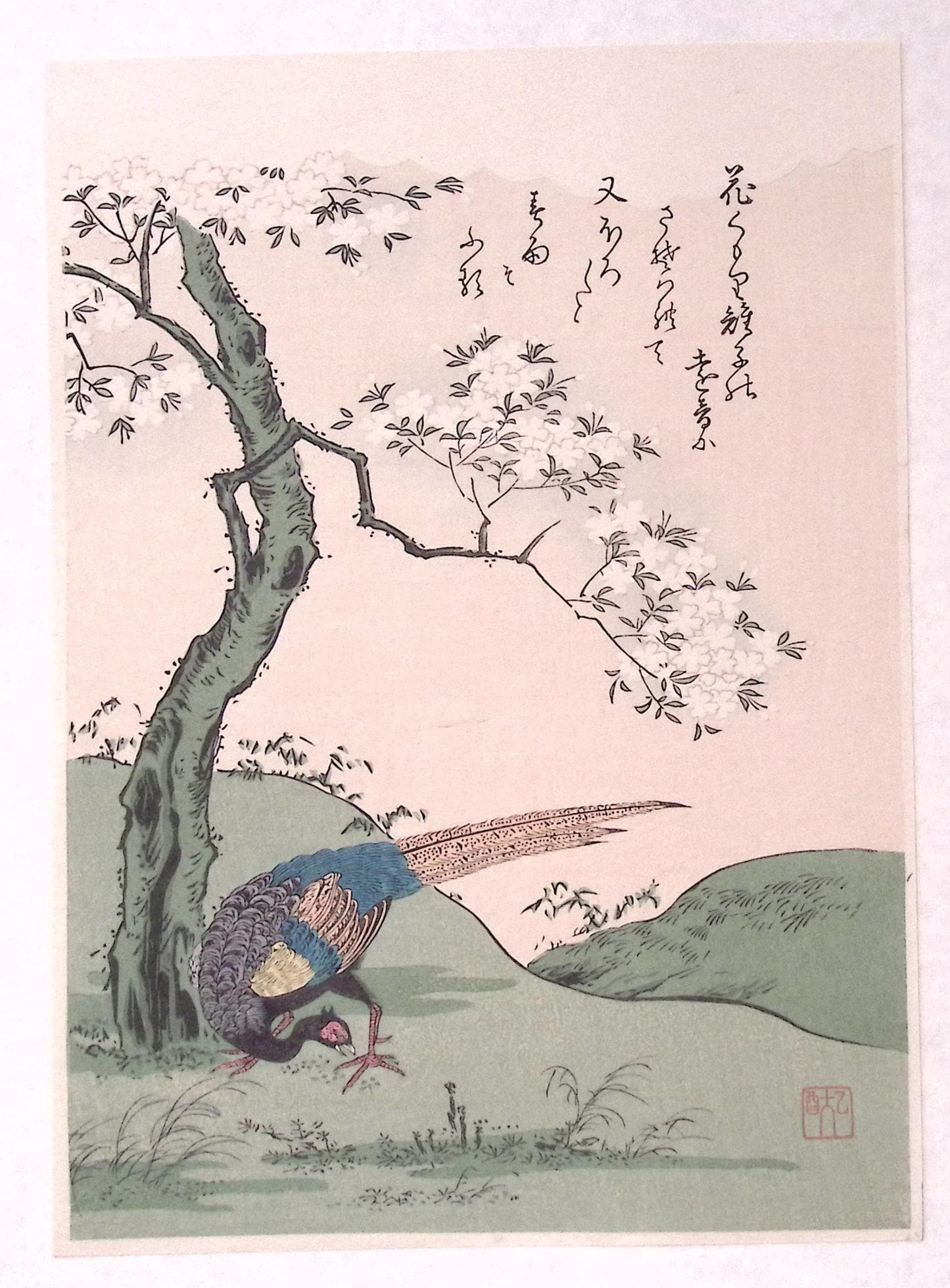 Japanese Ukiyoe, woodcut print, Komatsuya Hyakki, "Cherry Blossoms and Pheasant"