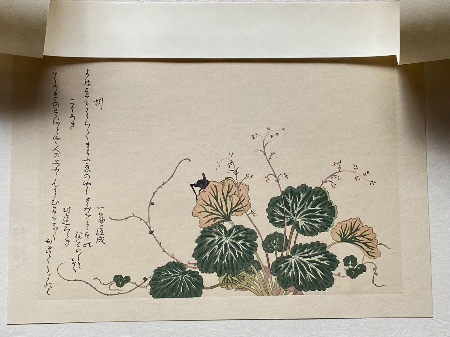 Japanese Ukiyoe, woodcut print, Utamaro, "Cricket (Kôrogi) and Earthworm (Mimizu)"