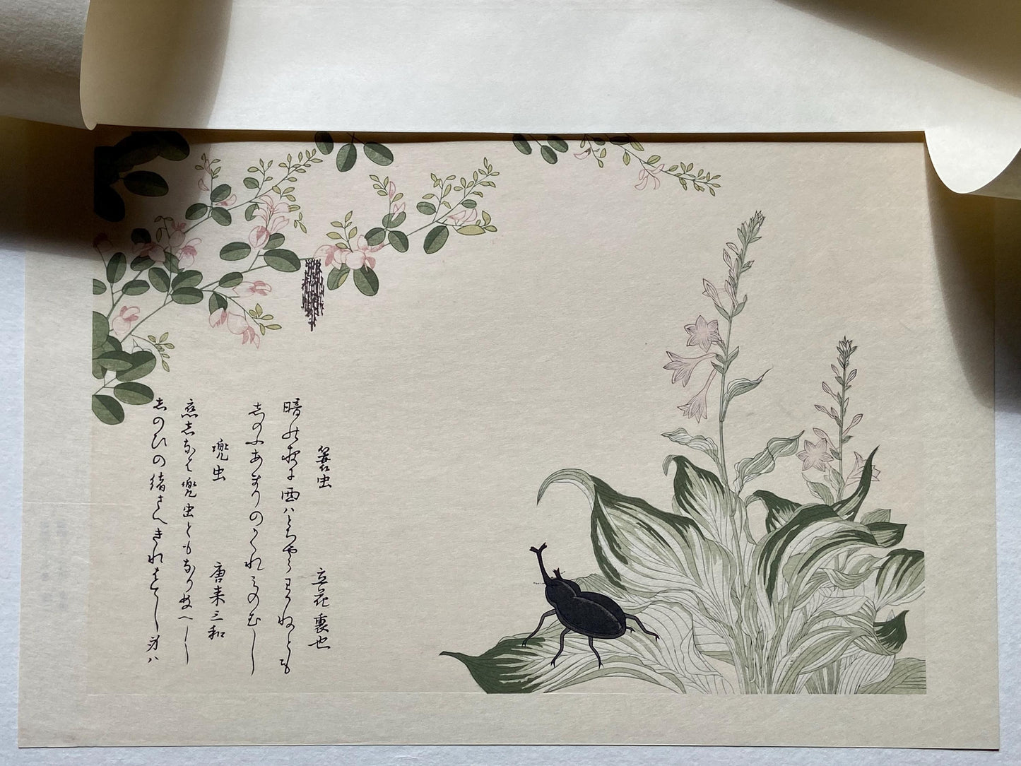 Japanese Ukiyoe, woodcut print, Utamaro, "Horned Scarab Beetle (Kabutomushi) and Bagworm (Minomushi)"