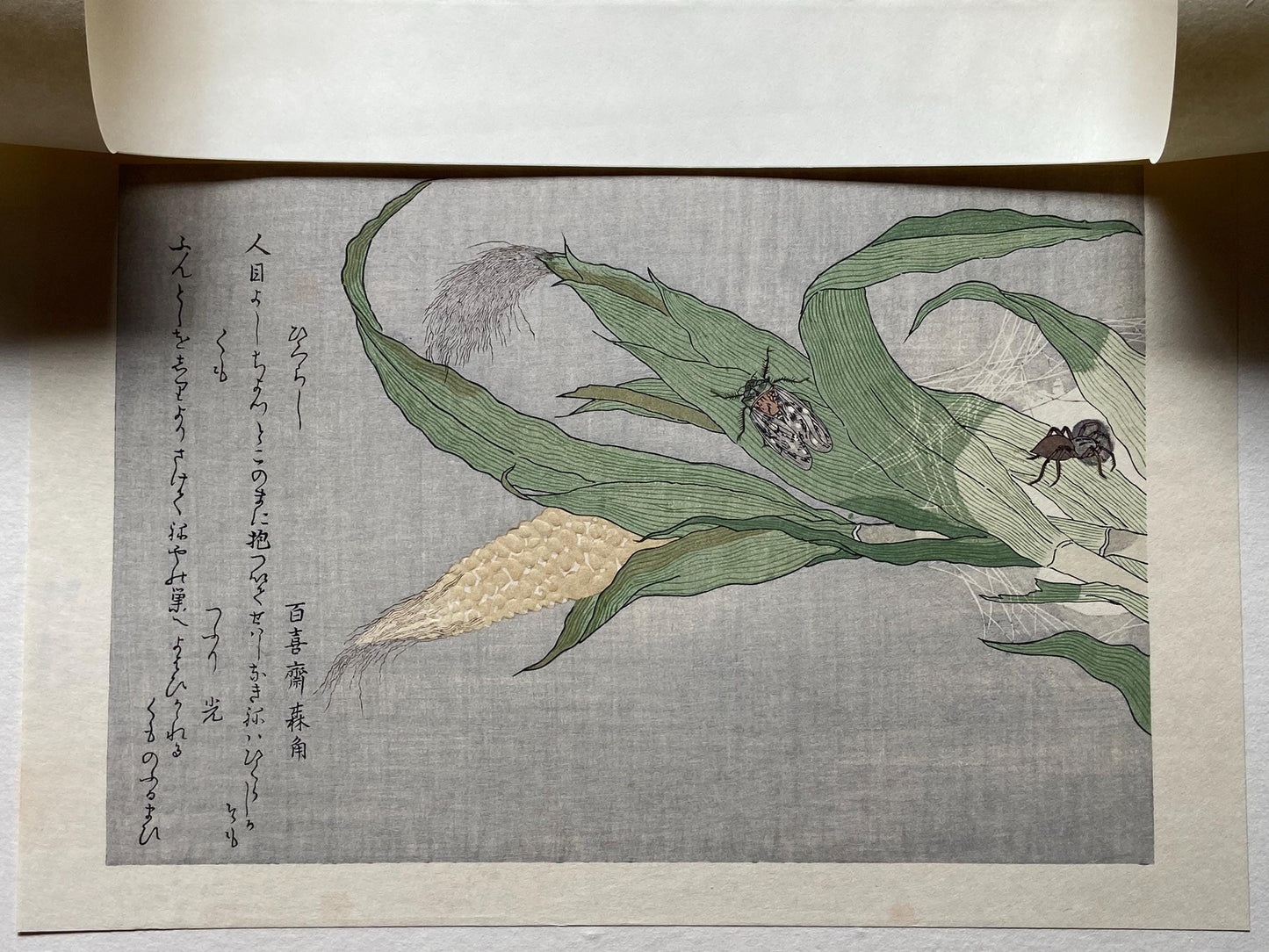 Japanese Ukiyoe, woodcut print, Utamaro, "Spider (Kumo) and Evening Cicada (Higurashi)"
