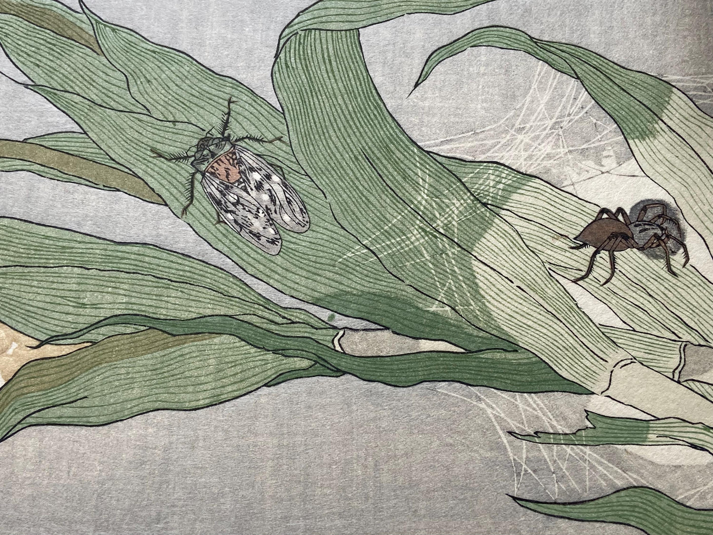 Japanese Ukiyoe, woodcut print, Utamaro, "Spider (Kumo) and Evening Cicada (Higurashi)"