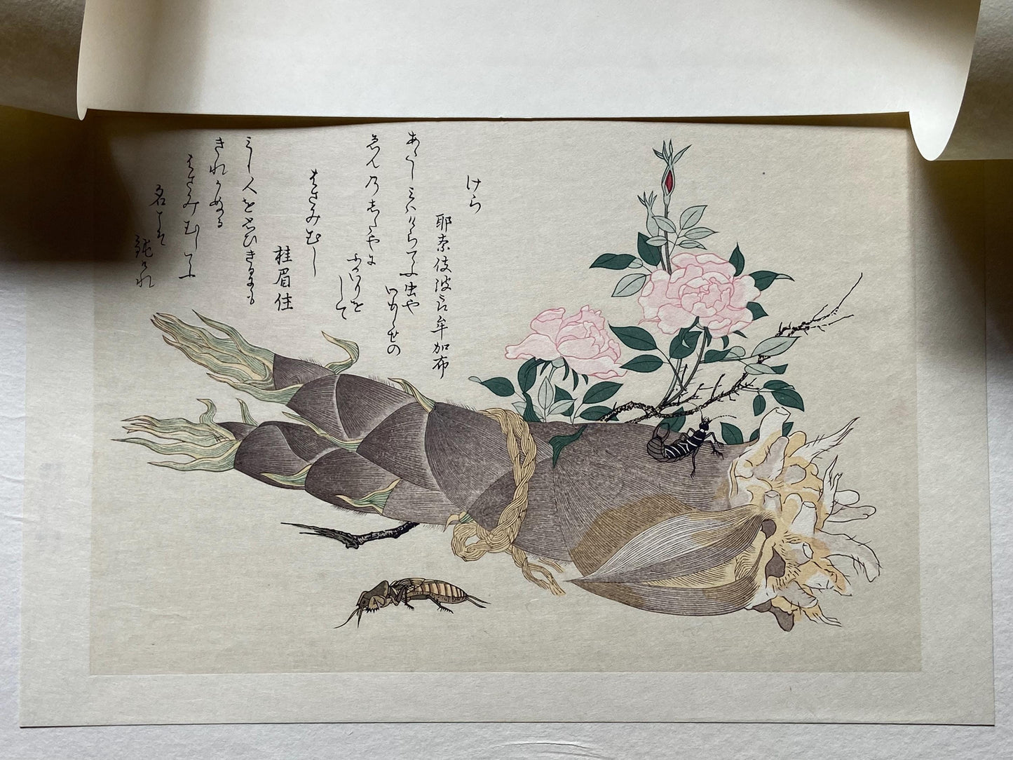 Japanese Ukiyoe, woodcut print, Utamaro, "Earwig (Hasamimushi) and Mole Cricket (Kera)"