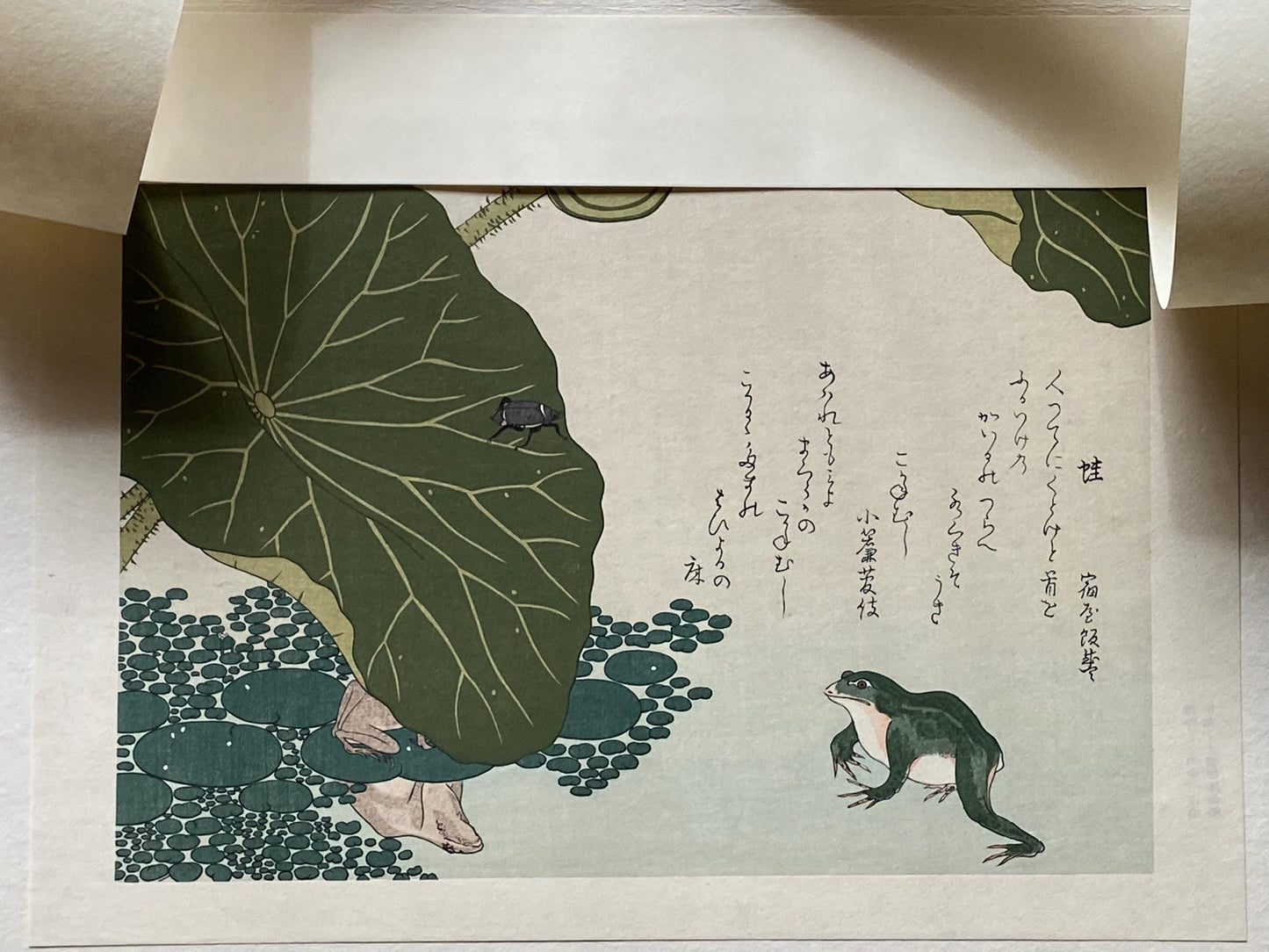 Japanese Ukiyoe, woodcut print, Utamaro, "Frog (Kaeru) and Gold Beetle (Koganemushi)"