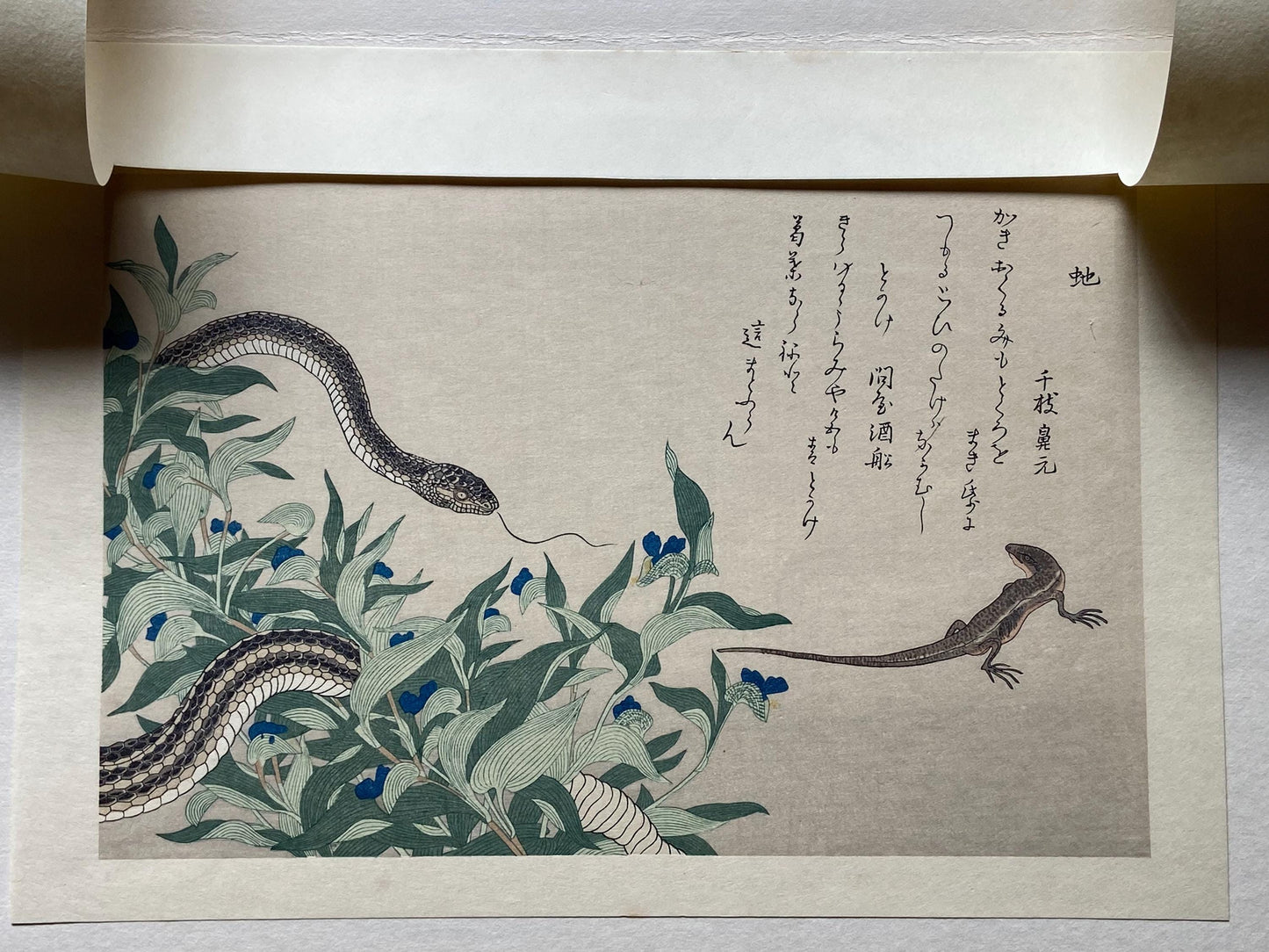 Japanese Ukiyoe, woodcut print, Utamaro, "Skink (Tokage) and Rat Snake (Hebi)"