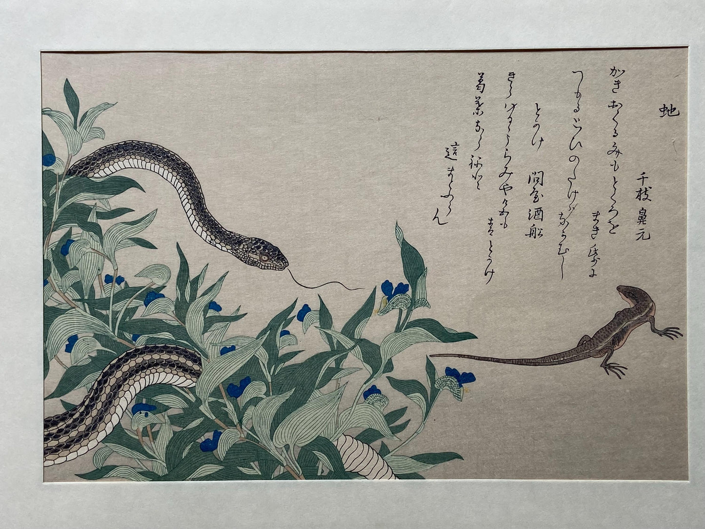 Japanese Ukiyoe, woodcut print, Utamaro, "Skink (Tokage) and Rat Snake (Hebi)"