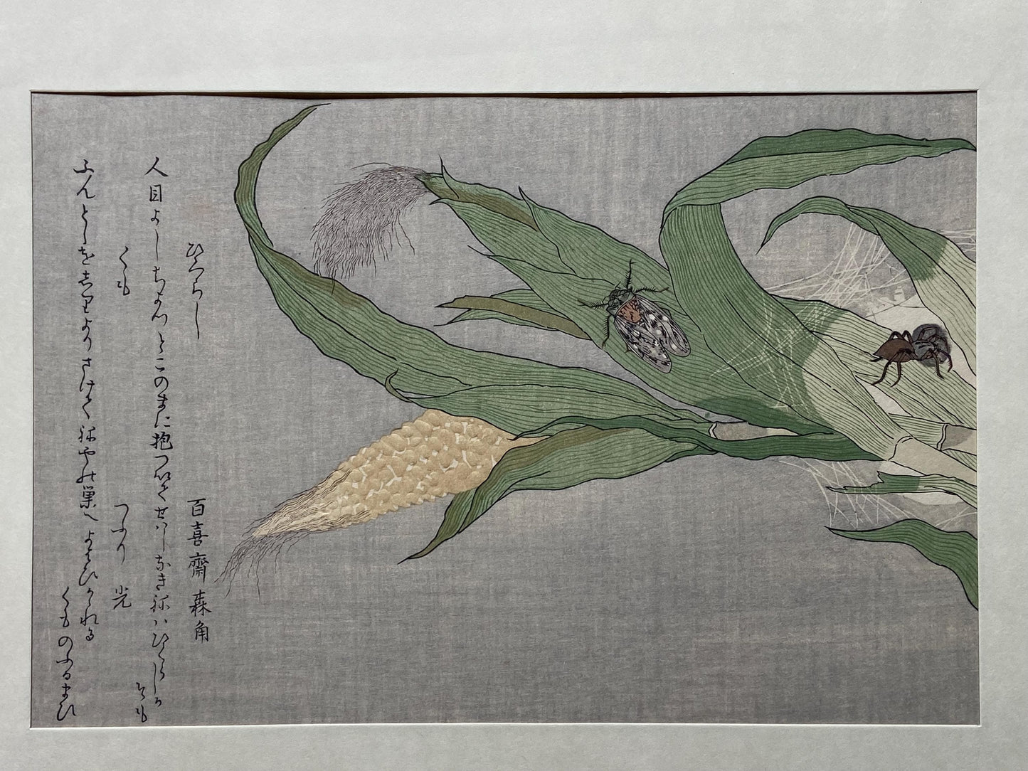Japanese Ukiyoe, woodcut print, Utamaro, "Spider (Kumo) and Evening Cicada (Higurashi)"