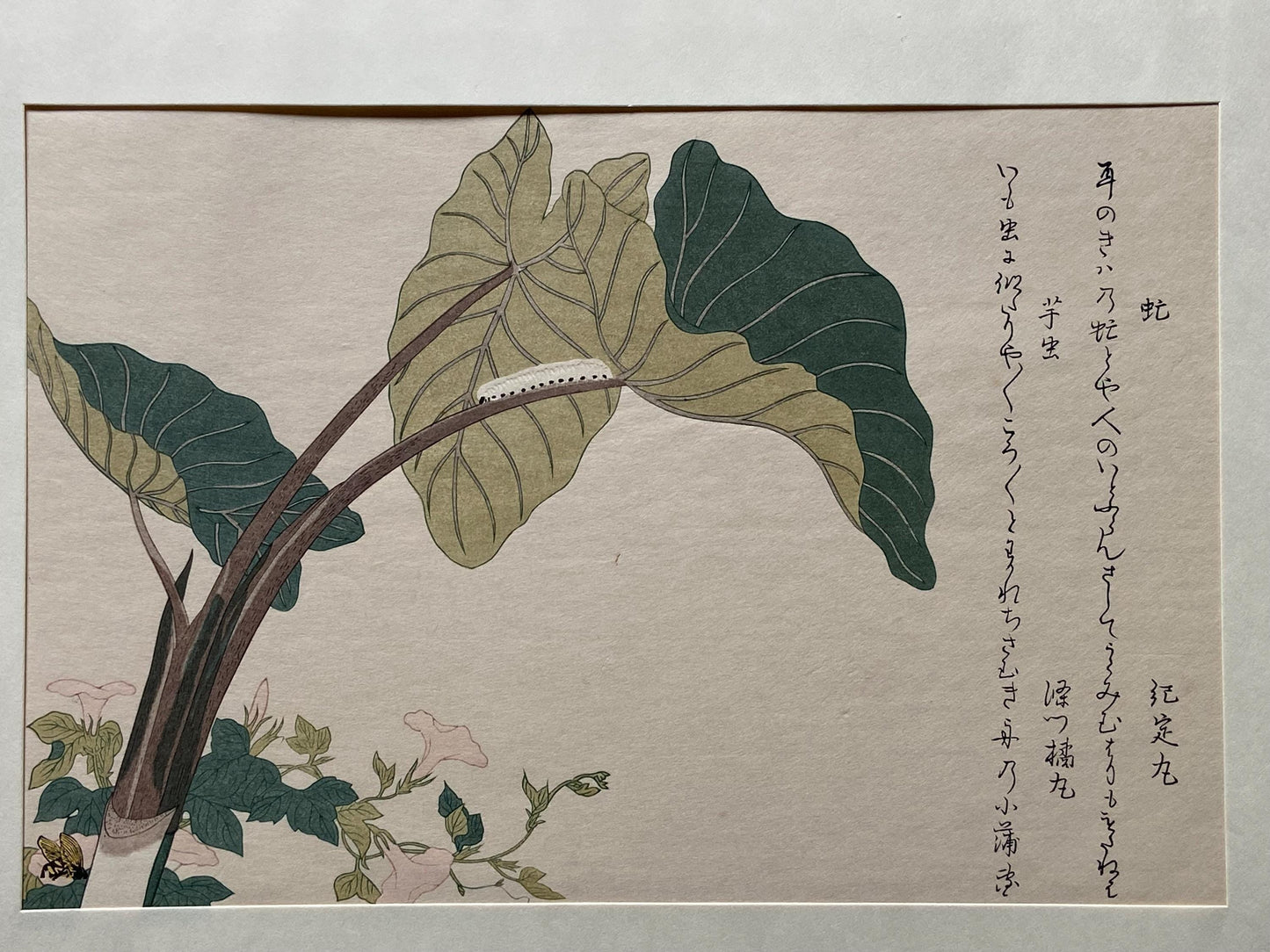 Japanese Ukiyoe, woodcut print, Utamaro, "Green Caterpillar (Imomushi) and Horsefly (Abu)"