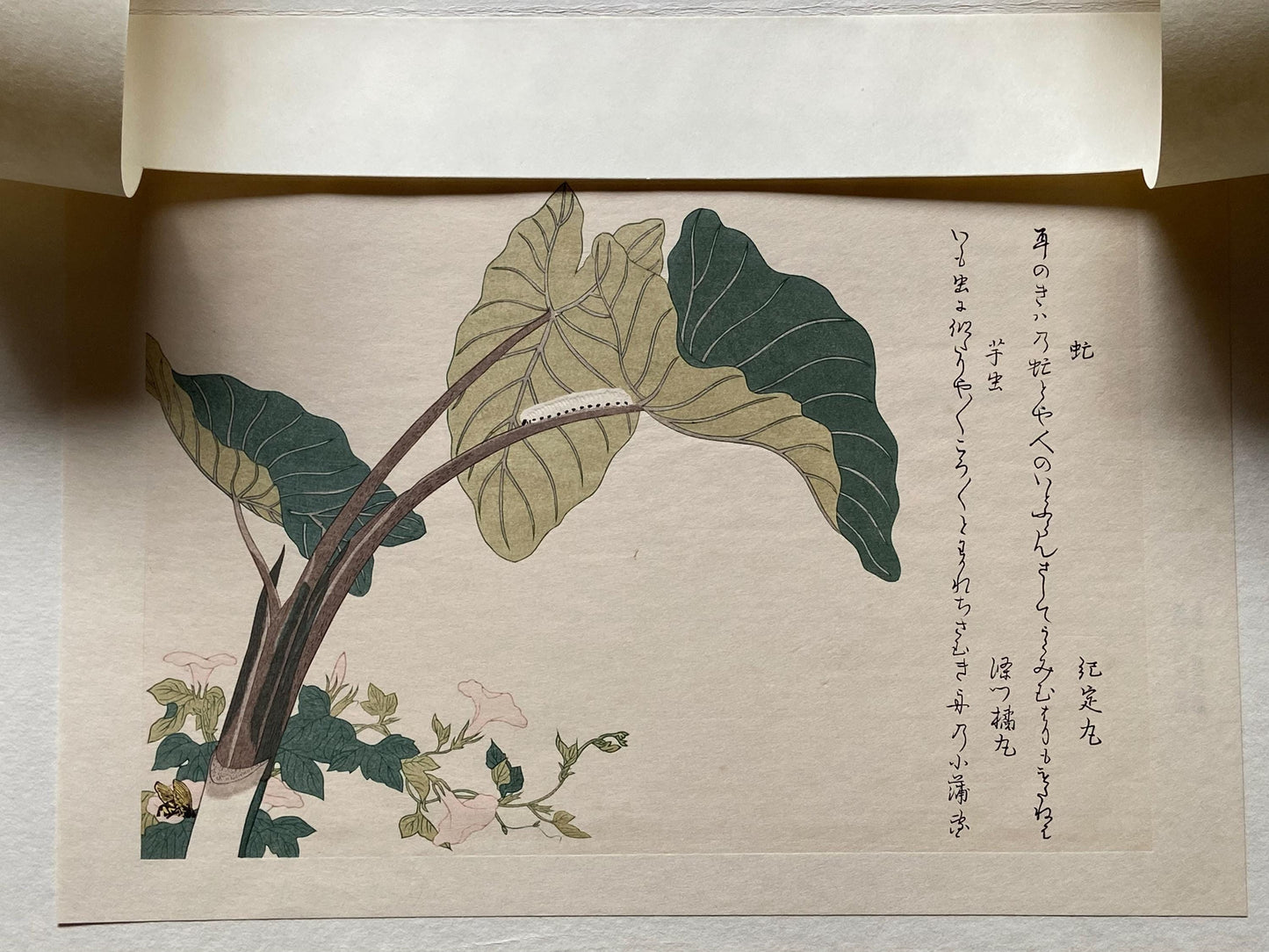 Japanese Ukiyoe, woodcut print, Utamaro, "Green Caterpillar (Imomushi) and Horsefly (Abu)"