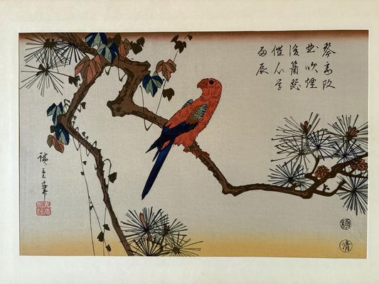 Japanese Ukiyoe, Woodblock print, Hiroshige, "Macaw on Pine Branch".