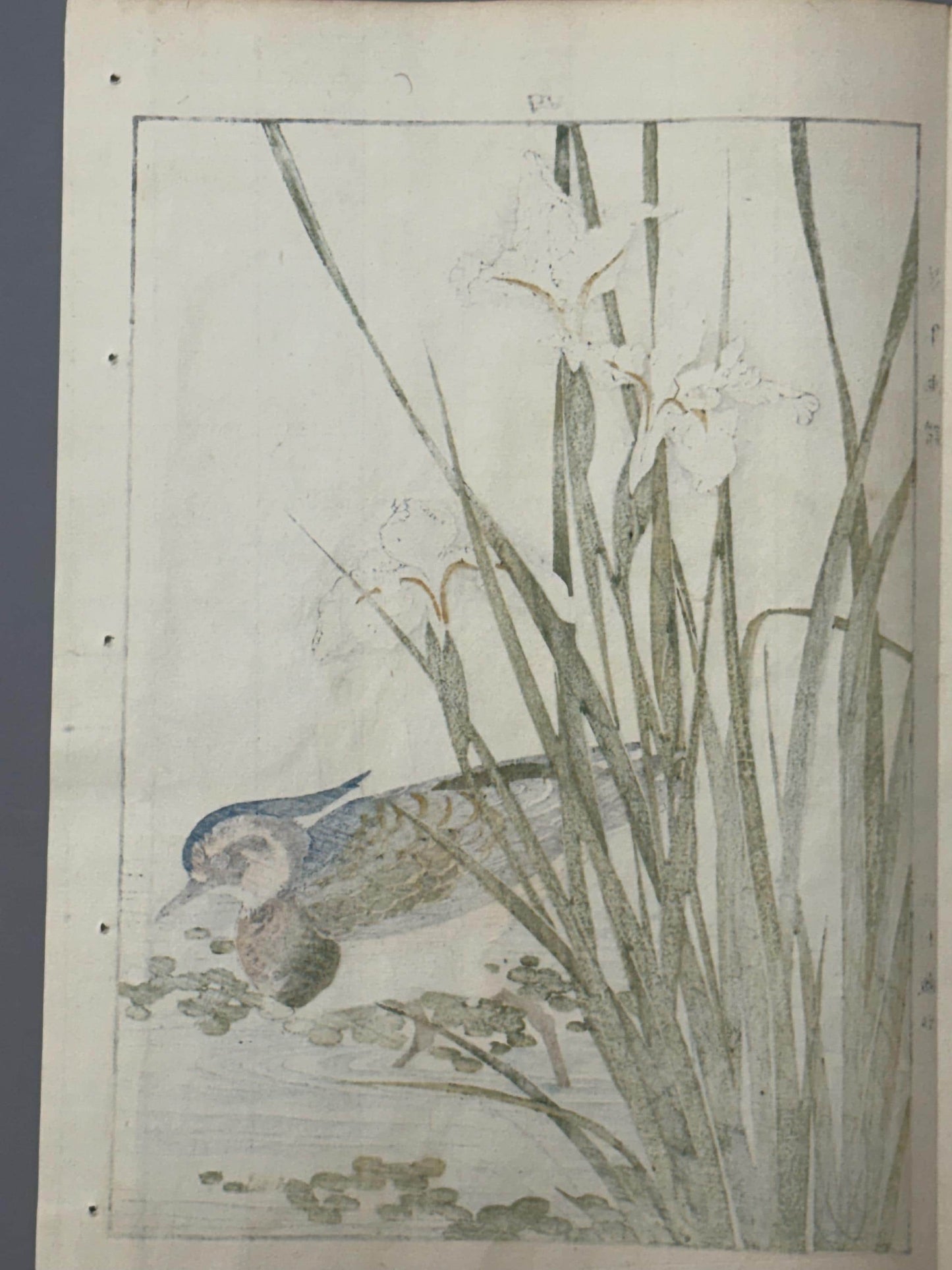 Japanese Antique Original Woodcut Print, 1892, Japanese Antique Original Woodcut Print, Imao Keinen, "Iris, Northern lapwing"