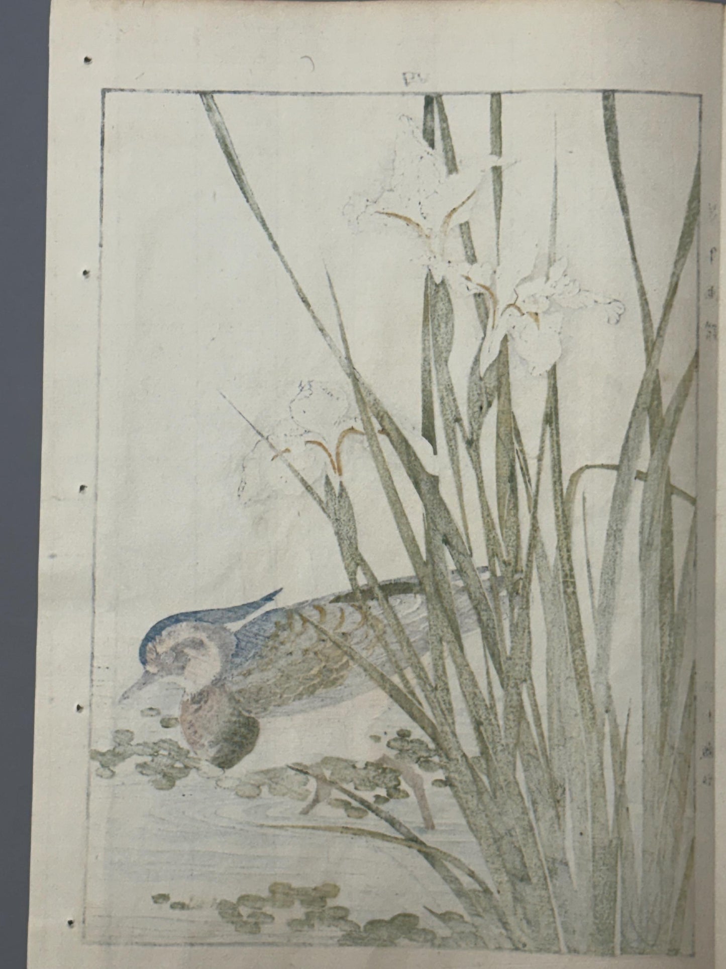 Japanese Antique Original Woodcut Print, 1892,  Imao Keinen, "Iris, Northern lapwing"