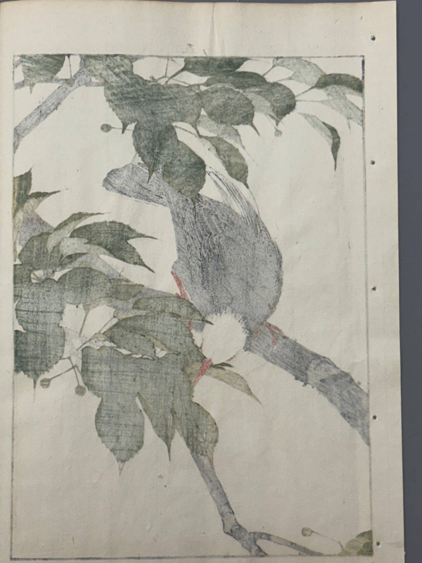 Japanese Antique Original Woodcut Print, 1892, Japanese Antique Original Woodcut Print, Imao Keinen, "Cherries, Chinese bulbul"