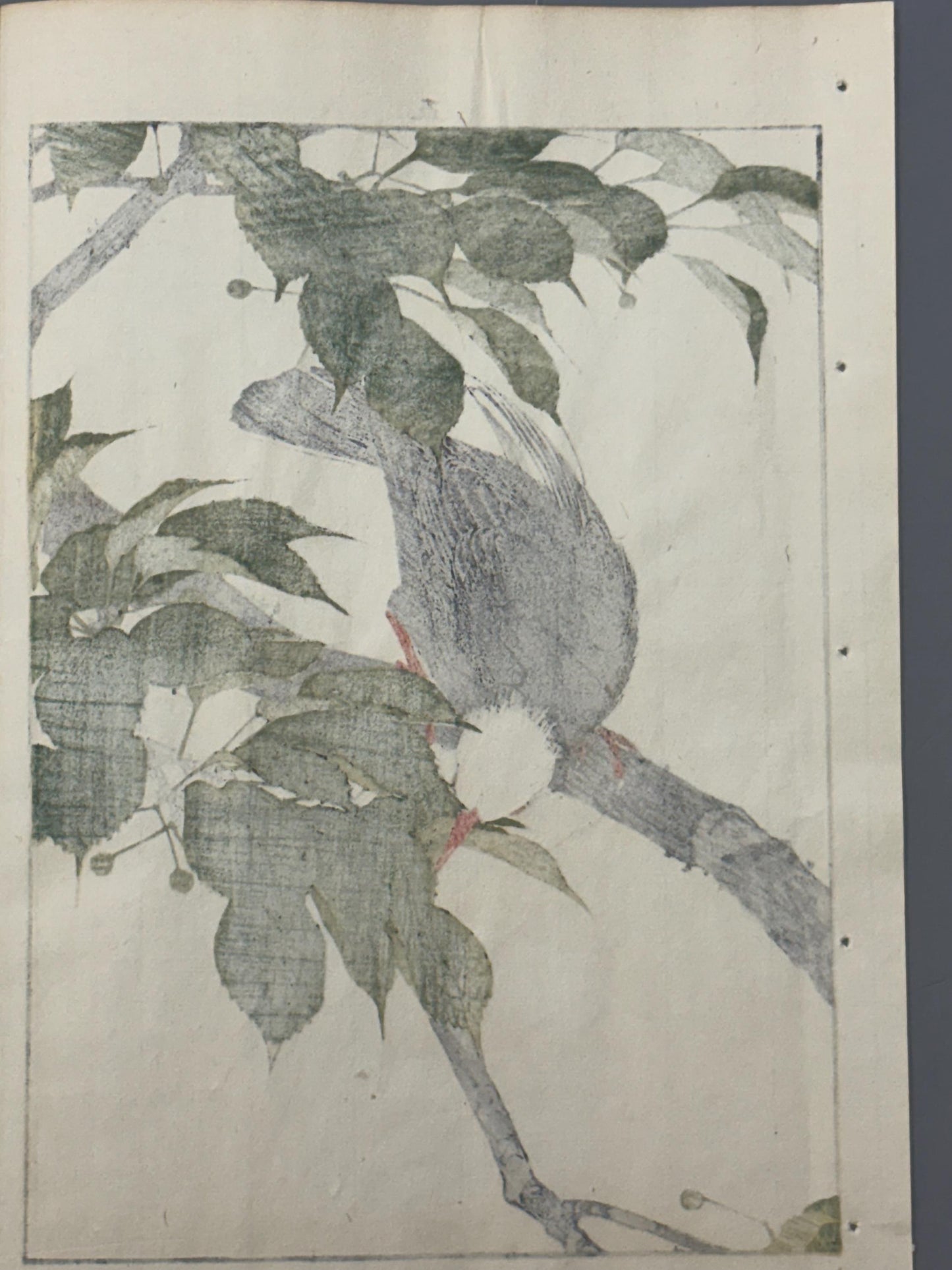 Japanese Antique Original Woodcut Print, 1892, Imao Keinen, "Cherries, Chinese bulbul"