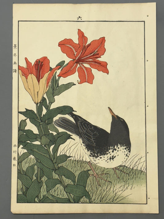 Japanese Antique Original Woodcut Print, 1892, Japanese Antique Original Woodcut Print, Imao Keinen, "Star lily, Japanese Thrush"