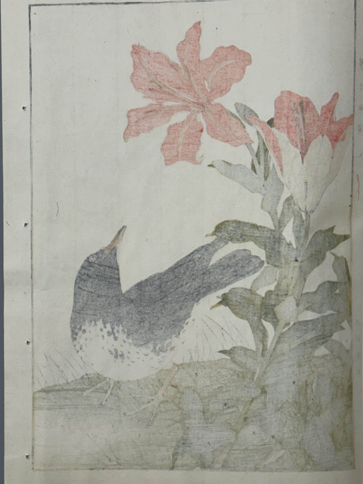 Japanese Antique Original Woodcut Print, 1892, Japanese Antique Original Woodcut Print, Imao Keinen, "Star lily, Japanese Thrush"