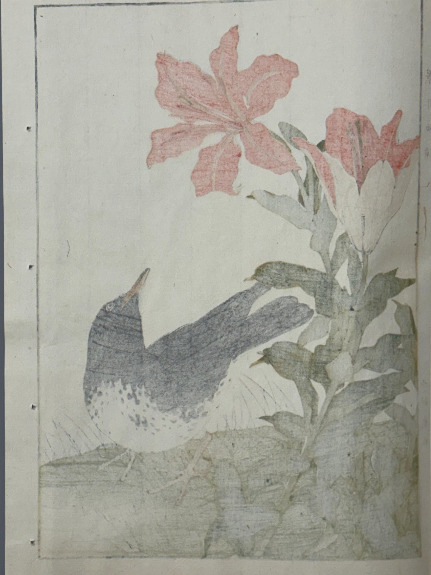 Japanese Antique Original Woodcut Print, 1892, Imao Keinen, "Star lily, Japanese Thrush"