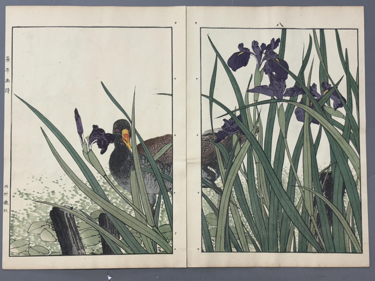 Japanese Antique Original Woodcut Print, 1892, Imao Keinen, "Nuphar japonicum, Japanese wagtail"