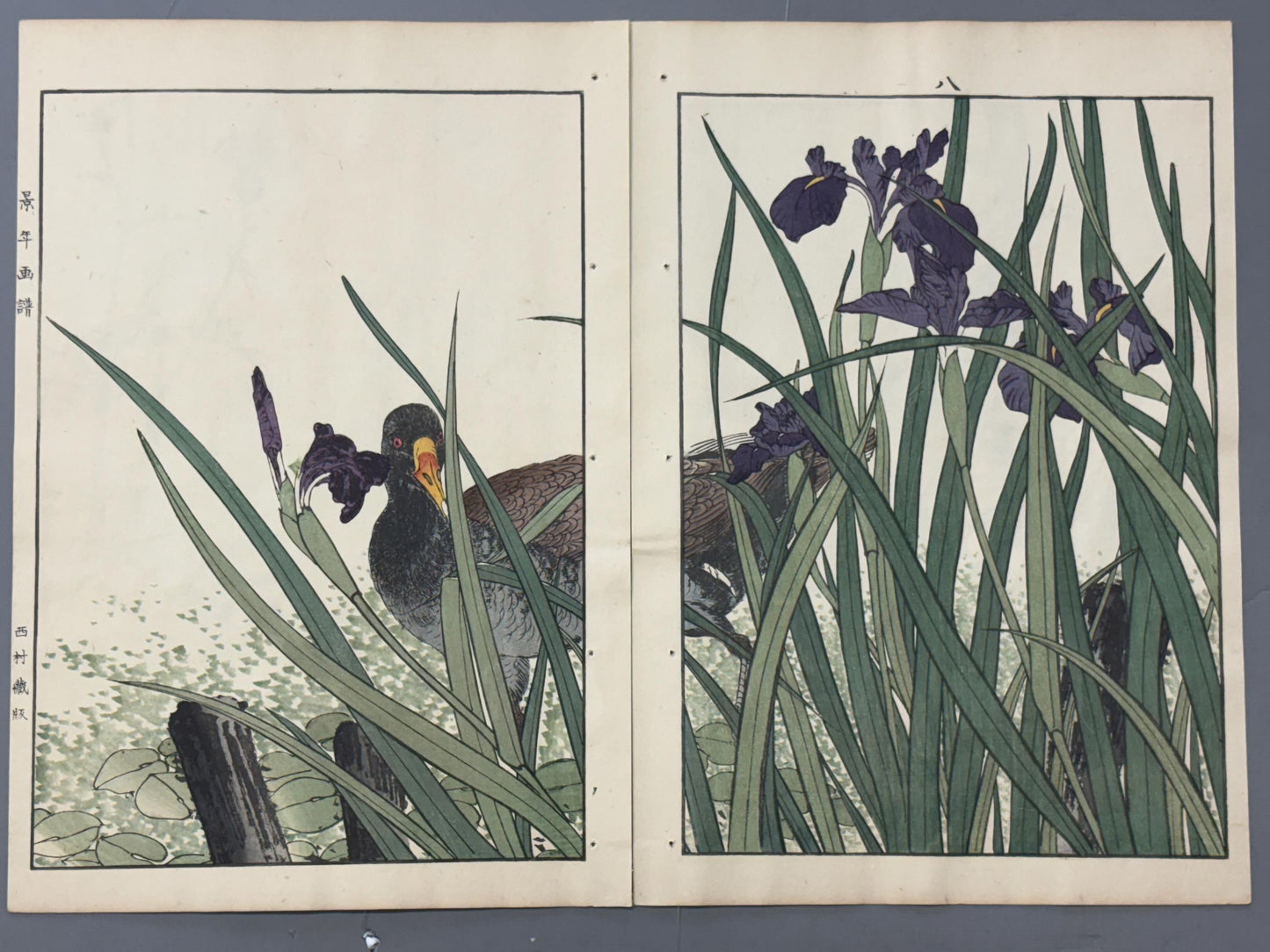 Japanese Antique Original Woodcut Print, 1892, Imao Keinen, "Rabbitear iris, Common Moorhen"