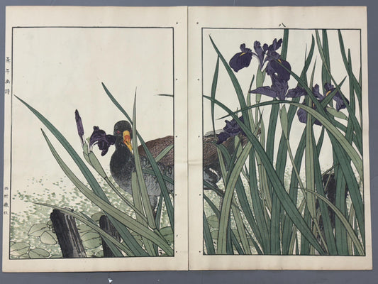 Japanese Antique Original Woodcut Print, 1892, Imao Keinen, "Rabbitear iris, Common Moorhen"