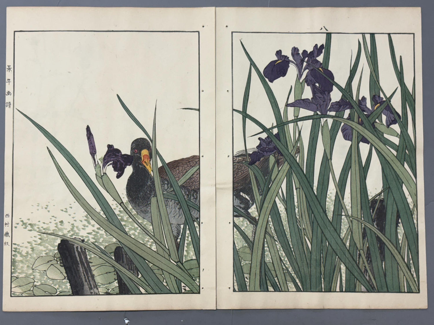 Japanese Antique Original Woodcut Print, 1892, Imao Keinen, "Rabbitear iris, Common Moorhen"