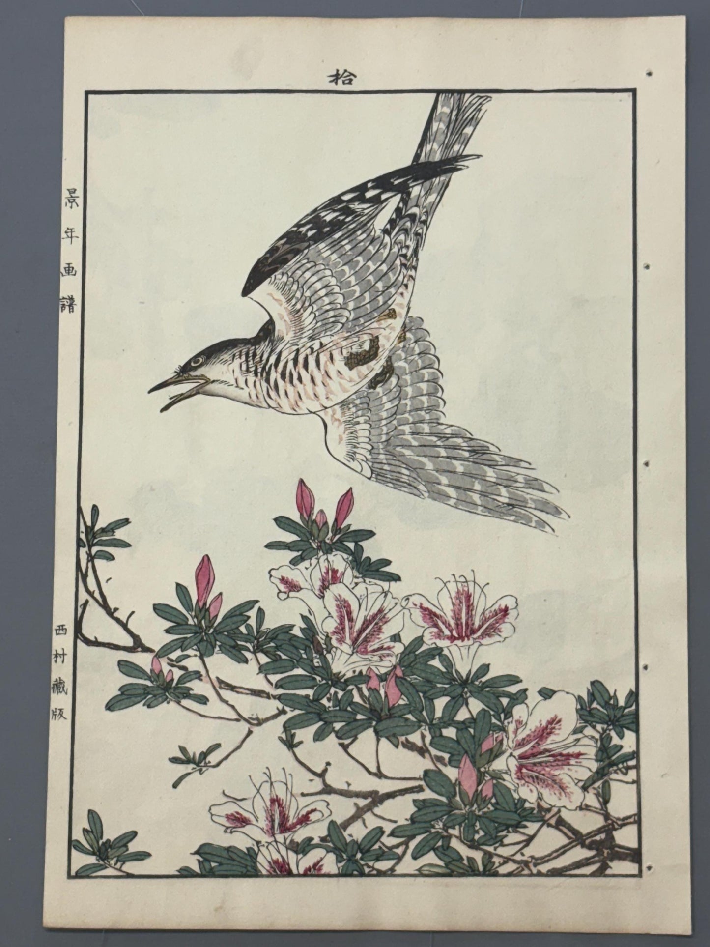Japanese Antique Original Woodcut Print, 1892, Imao Keinen, "Rhododendron, Lesser Cuckoo"