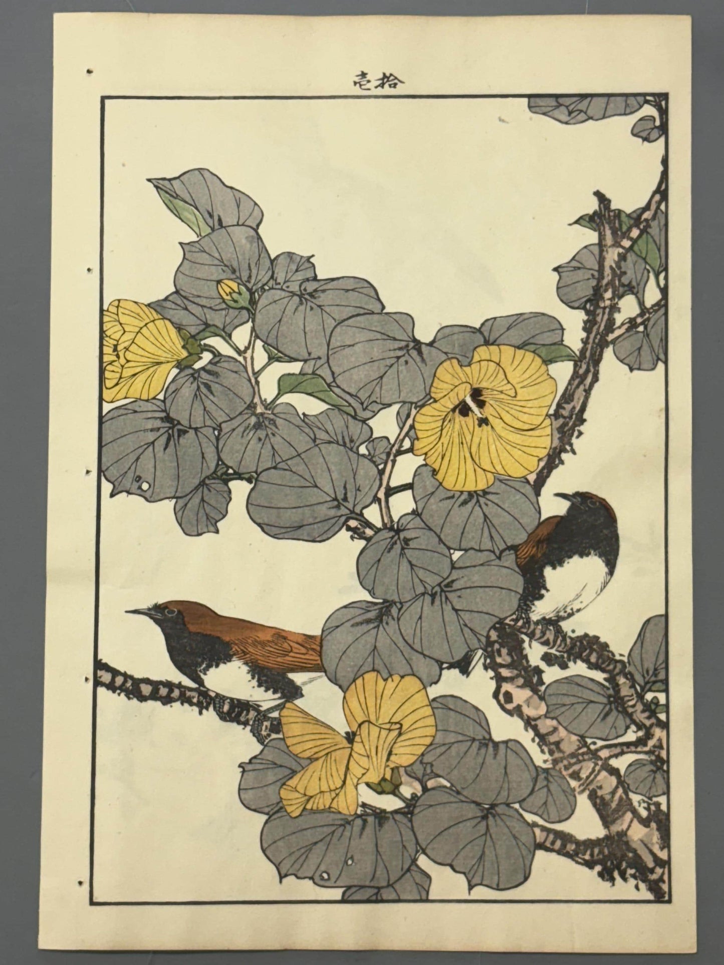 Japanese Antique Original Woodcut Print, 1892, Imao Keinen, "Hibiscus hamabo, Ryukyu robin"