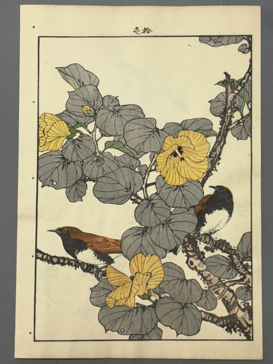 Japanese Antique Original Woodcut Print, 1892, Imao Keinen, "Hibiscus hamabo, Ryukyu robin"
