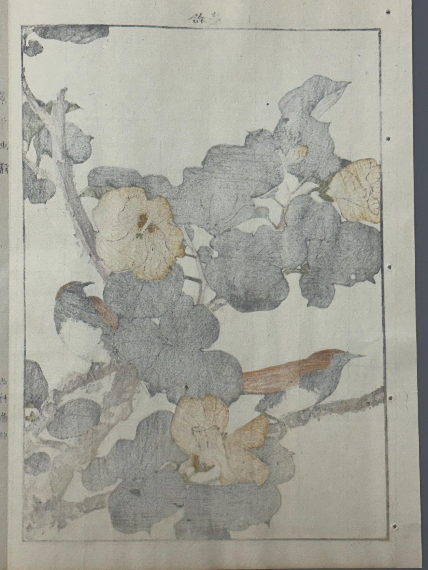Japanese Antique Original Woodcut Print, 1892, Imao Keinen, "Hibiscus hamabo, Ryukyu robin"
