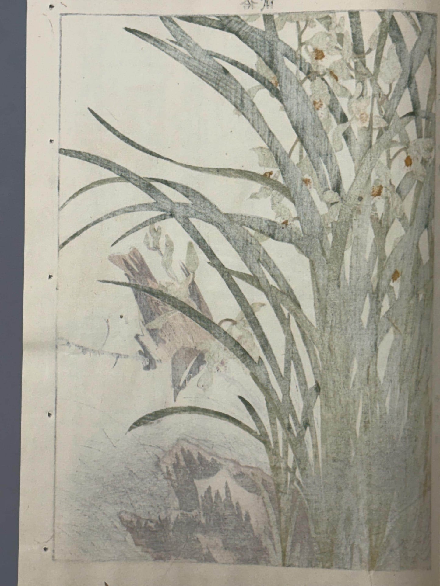 Japanese Antique Original Woodcut Print, 1892, Imao Keinen, "Four-season orchid, Kayamajico"