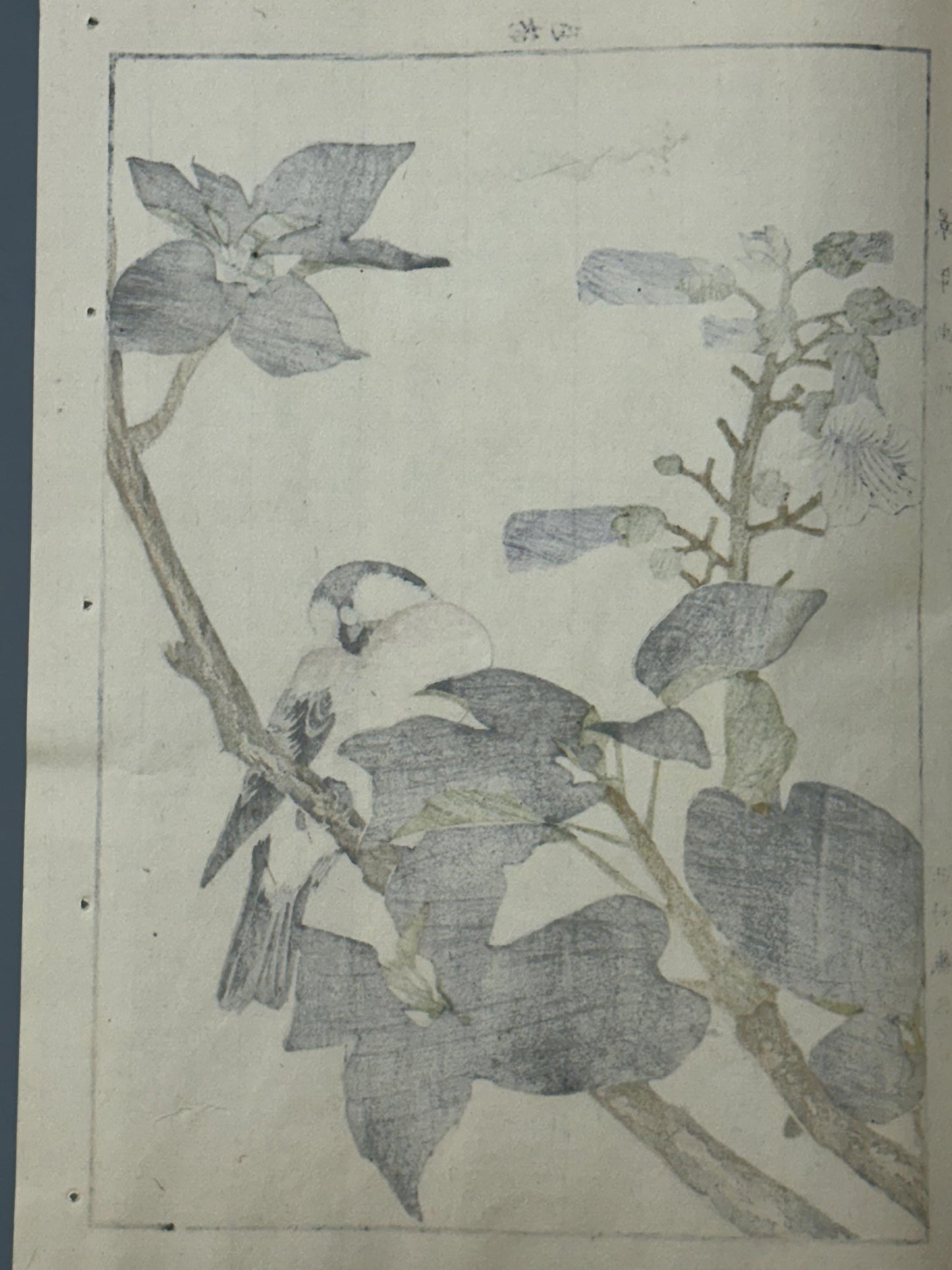 Japanese Antique Original Woodcut Print, 1892, Imao Keinen, "Empress tree, Chinese bulbul"