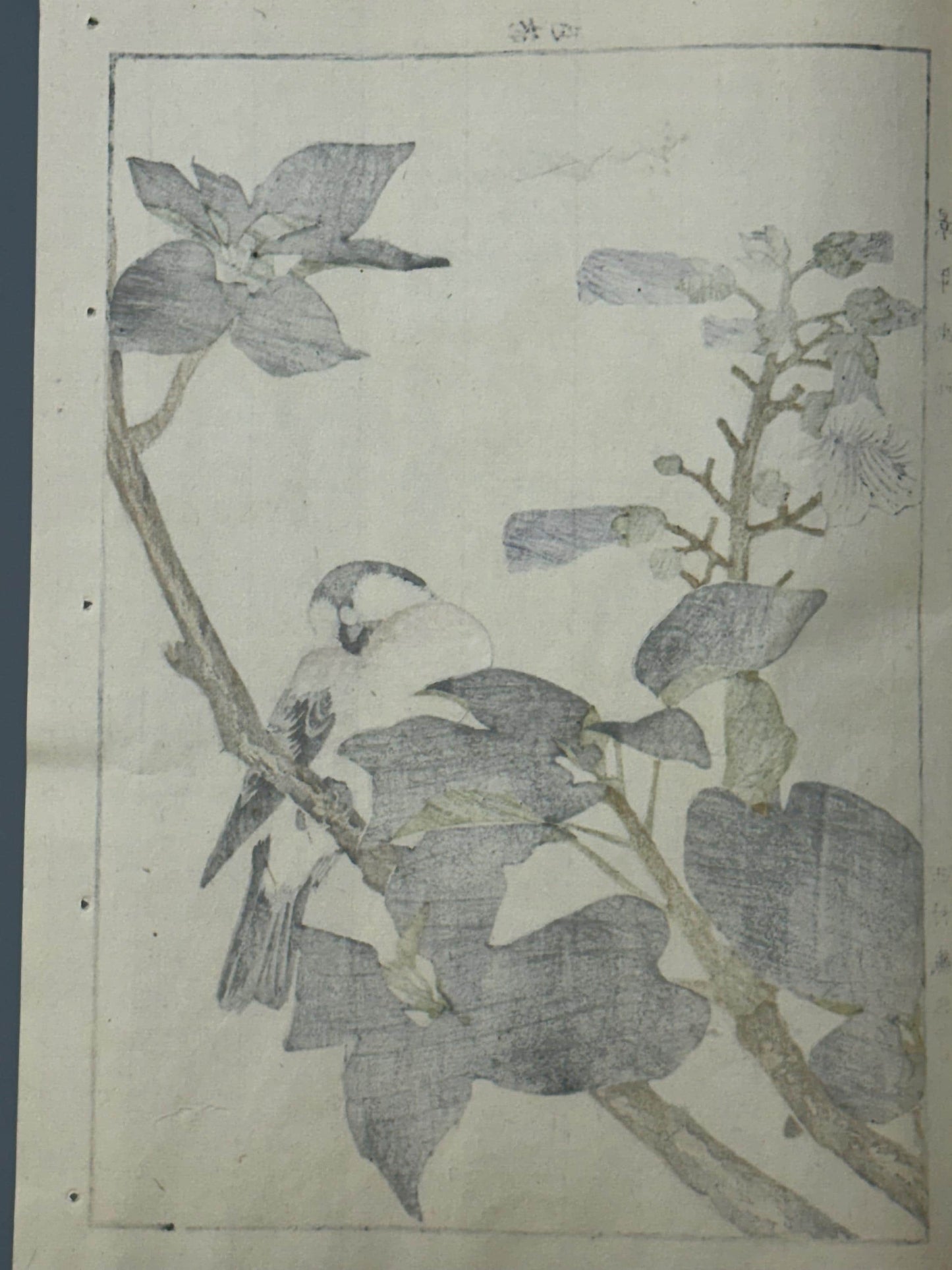 Japanese Antique Original Woodcut Print, 1892, Imao Keinen, "Empress tree, Chinese bulbul"