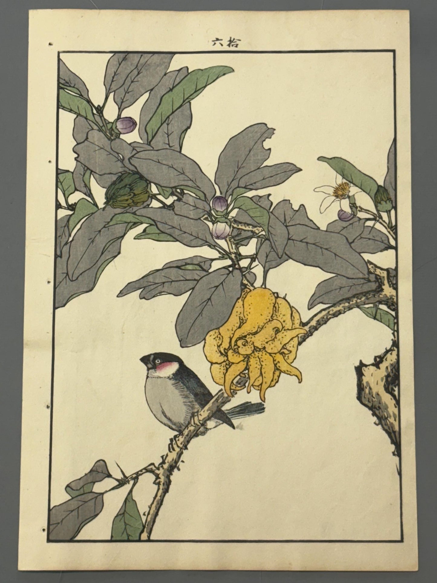 Japanese Antique Original Woodcut Print, 1892, Imao Keinen, "Buddha's hand, Eurasian bullfinch"