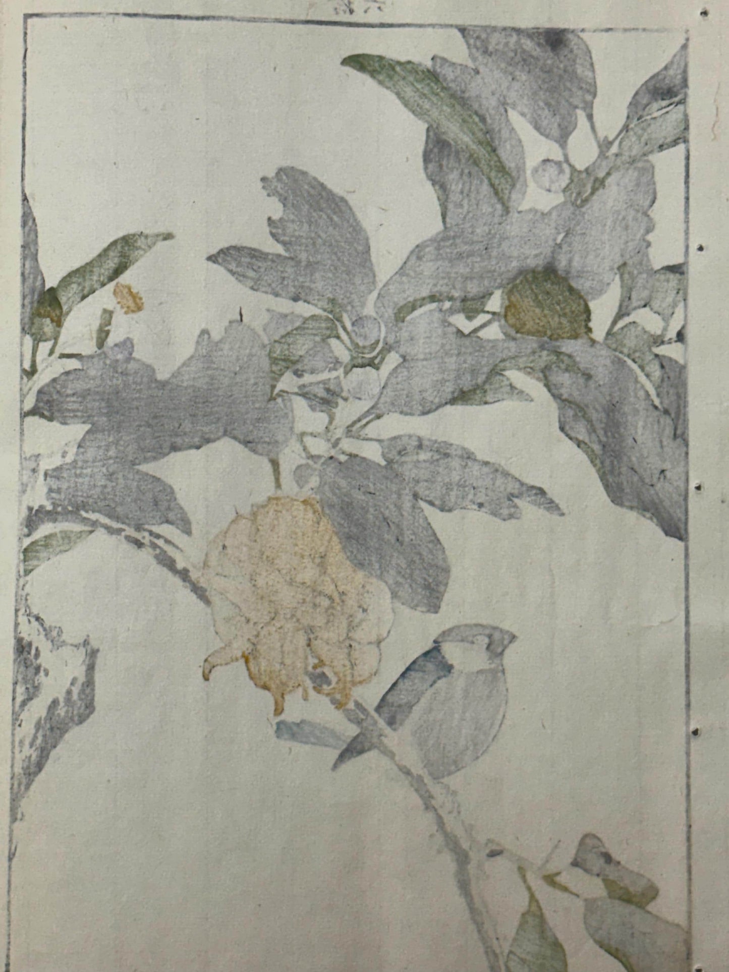 Japanese Antique Original Woodcut Print, 1892, Imao Keinen, "Buddha's hand, Eurasian bullfinch"