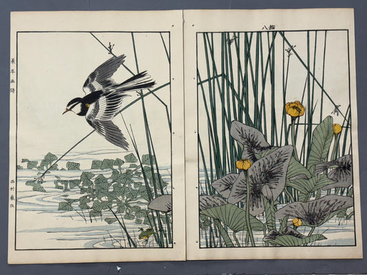 Japanese Antique Original Woodcut Print, Imao Keinen, "Nuphar japonicum, Japanese Wagtail"