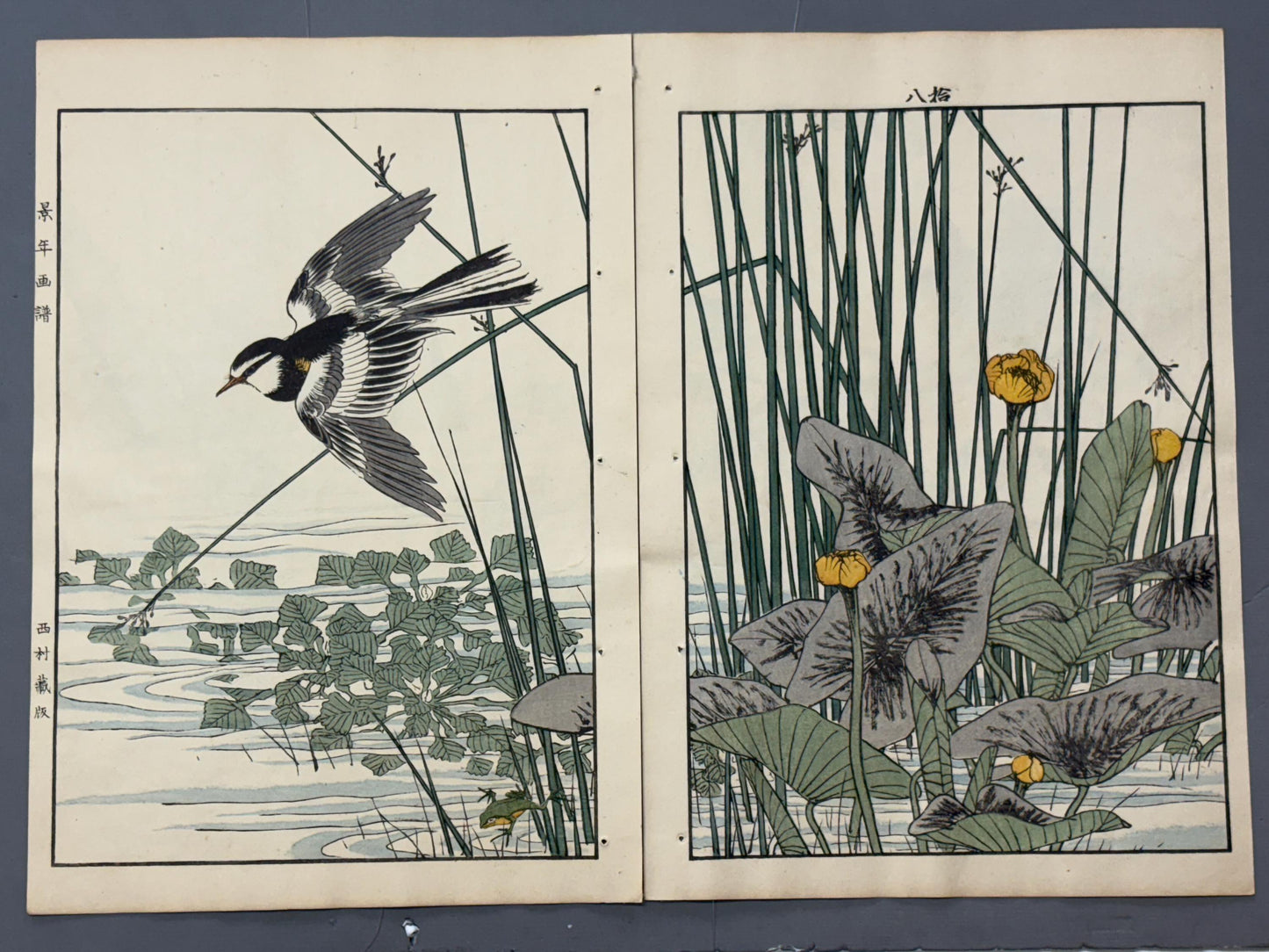1892,Japanese Antique Original Woodcut Print, Imao Keinen, "Nuphar japonicum, Japanese Wagtail"