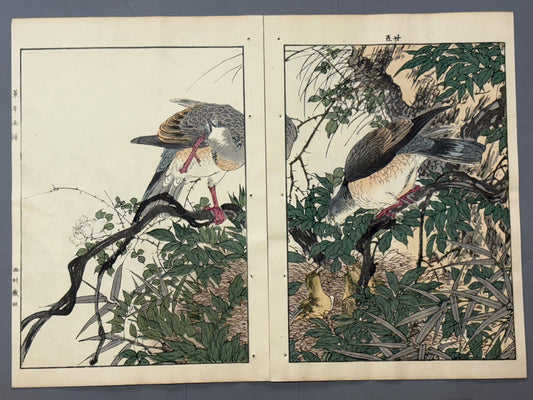 Japanese Antique Original Woodcut Print, Imao Keinen, "Wisteria japonica, Eastern turtle dove"
