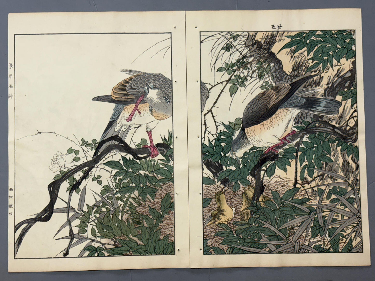1892,Japanese Antique Original Woodcut Print, Imao Keinen, "Wisteria japonica, Eastern turtle dove"