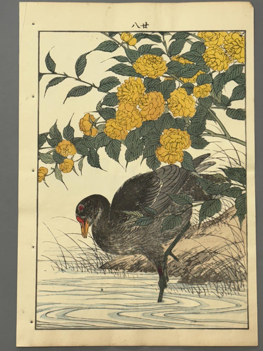 Japanese antique woodcut print, 1892, Imao Keinen, "Japanese kerria, Common moorhen"