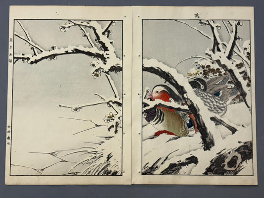 Japanese antique woodcut print, 1892, Imao Keinen, "Japanese apricot, Shrike, Mandarin duck"