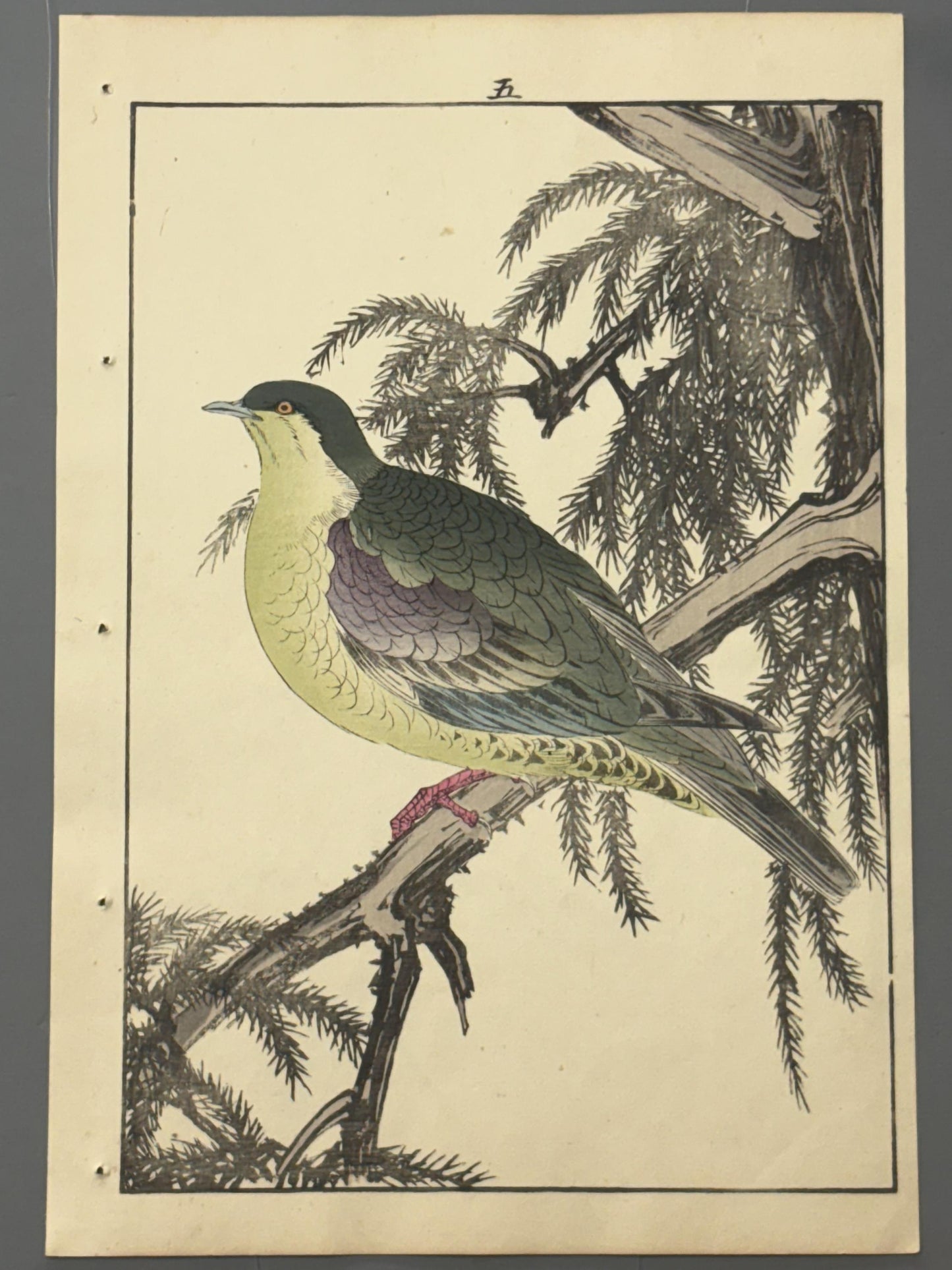Japanese woodcut print, 1892, Imao Keinen, "Cedar, White-bellied green-pigeon"