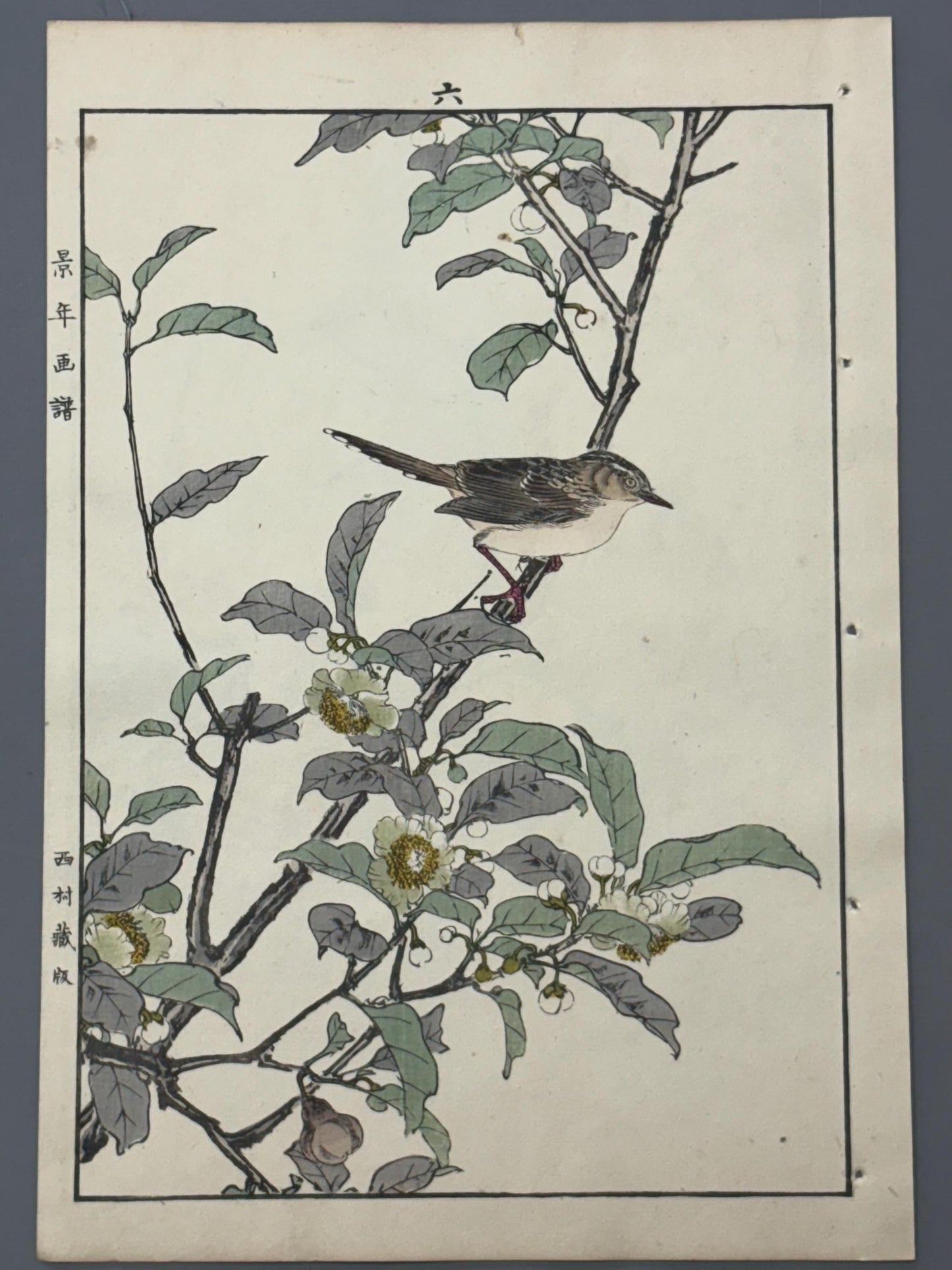 Japanese Antique Original Woodcut Print, 1892, Imao Keinen, "Tea flowers, Grassbirds"