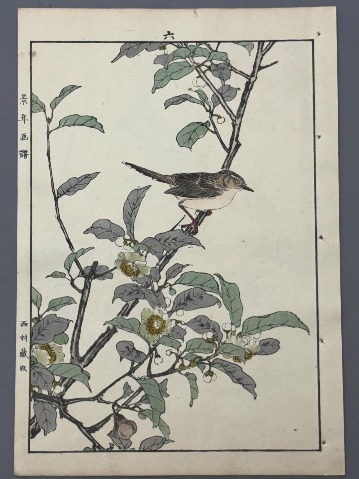 Japanese Antique Original Woodcut Print, 1892, Imao Keinen, "Tea flowers, Grassbirds"