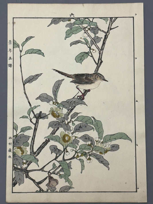 Japanese Antique Original Woodcut Print, 1892, Imao Keinen, "Tea flowers, Grassbirds"