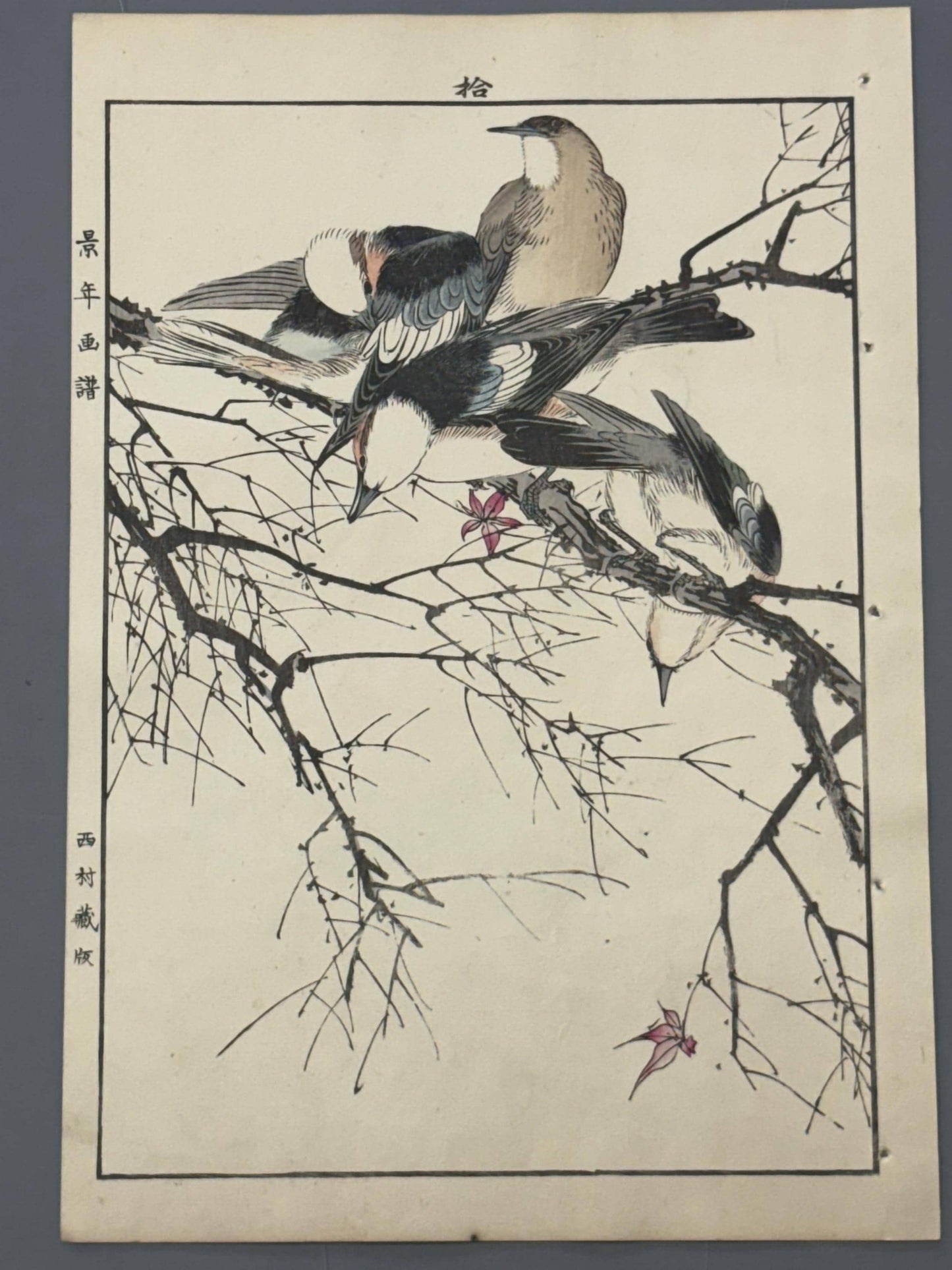 Japanese Antique Original Woodcut Print, 1892, Imao Keinen, "Maple, Chestnut-cheeked starling"