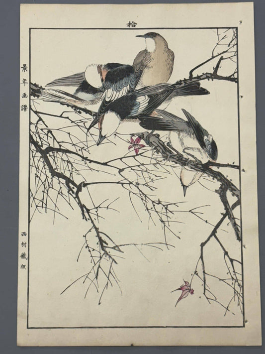Japanese Antique Original Woodcut Print, 1892, Imao Keinen, "Maple, Chestnut-cheeked starling"
