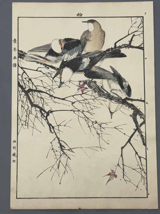 Japanese Antique Original Woodcut Print, 1892, Imao Keinen, "Maple, Chestnut-cheeked starling"